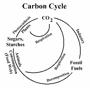 Figure 7a – Carbon Cycle – Plant photosynthesis by absorbing carbon dioxide (greenhouse gas) – trees maintain equilibrium in the ecosystem. Retrieve: http://www.starsandseas.com/SAS%20Ecology/SAS%20chemcycles/cycle_carbon.htm 