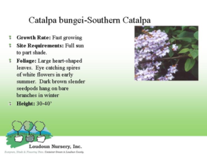 Figure 6 – Southern Catalpa Habitat Description Retrieved http://library.thinkquest.org/11226/why.htm. 