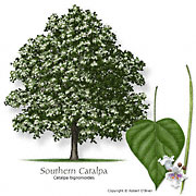 Figure 5 – Southern Catalpa Retrieved: http://www.loudounnursery.com/downloads/New Directory/Southern Catalpa.jpg. 