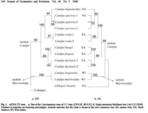 Above Figure: According to this figure the DNA sampling of all the catalpa species are very similar. The most remarkable thing is that the Catalpa longissima and Catalpa macrocarpa both have matching DNA of 100/7 (see figure below). This means that those two Catalpas may actually have came from the same parent, approximately 200 years ago, but was later divided to adapt to the needs in their habitats. As a result, some scientist may classify these two trees as a different family than the Catalpas called the Macrocatalpa tree. The North America Catalpa trees are also from the same family because the Catalpa speciosa and Catalpa bignonioides both have the same DNA sample (100/5). This figure could determine that the North America Catalpa species came to Canada and then both species evolved to adapt to the cold and ph level of the soil in North America.