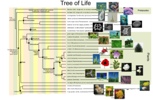 Original copy found in: http://tellapallet.com/TreeOfLife.pdf (Note: the image have been resized and cut to fit this page.)