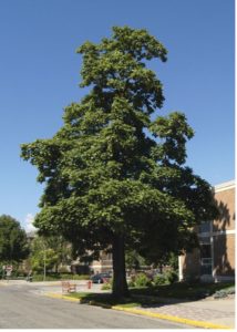 Catalpa tree